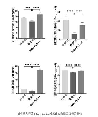 一种辅助抗炎、抗氧化、抗衰老的益生菌制剂